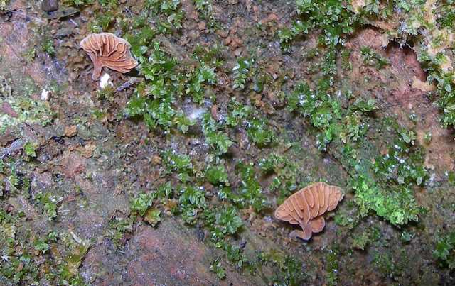 Una strana Galerina  lillipuziana